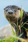 River otter pauses for a moment while foraging along a river bank in the arctic country Landscape Print